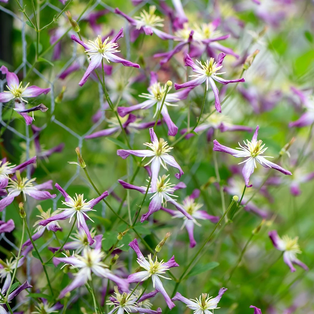 Clematis × Triternata 'Rubromarginata' 2 Clematis × Triternata 'Rubromarginata' - Image 2