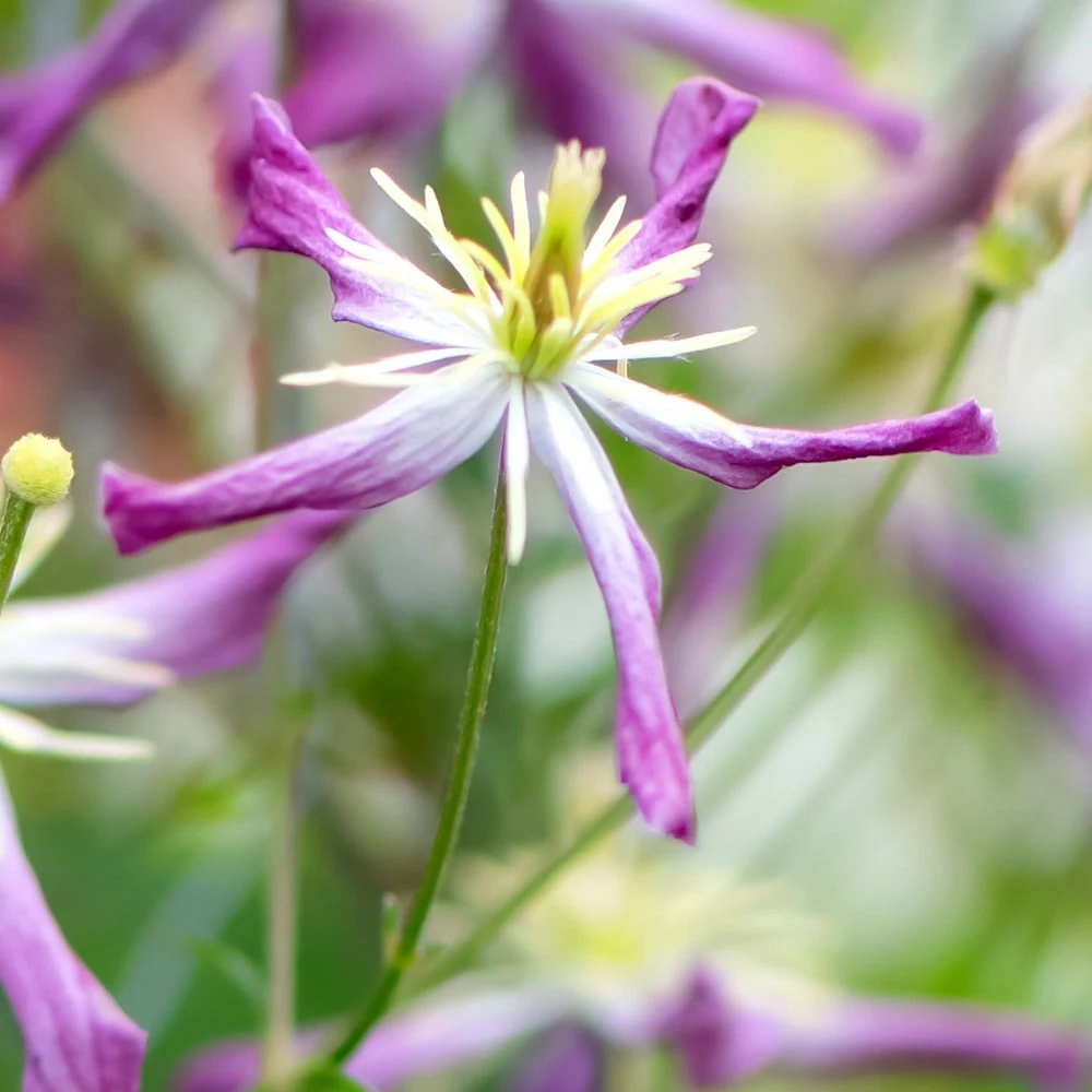 Clematis × Triternata 'Rubromarginata' 3 Clematis × Triternata 'Rubromarginata' - Image 3