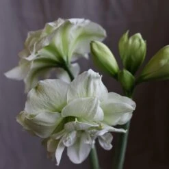 Hippeastrum (Double Galaxy Group) 'Marilyn' (PBR) -Plants Shop pl1000000413 card3 lg