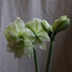 Hippeastrum (Double Galaxy Group) 'Marilyn' (PBR) -Plants Shop pl1000000413 card4 lg