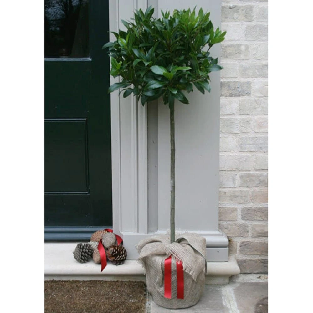 Laurus Nobilis 2 Laurus Nobilis - Image 2