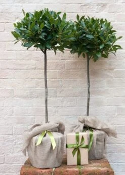 Laurus Nobilis 9 Laurus Nobilis -Plants Shop pl1000000576 card3 lg