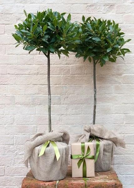 Laurus Nobilis 3 Laurus Nobilis - Image 3