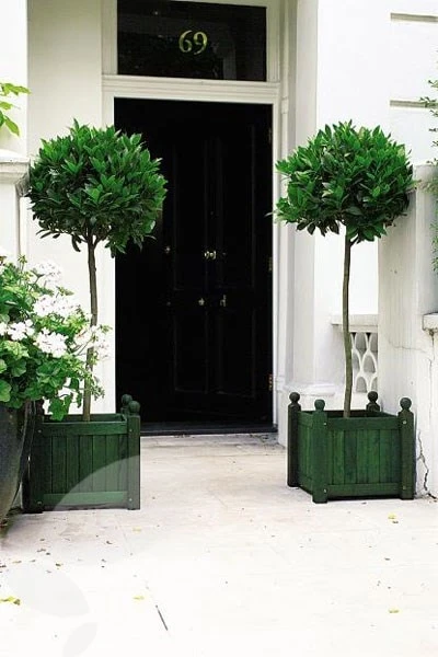 Laurus Nobilis 5 Laurus Nobilis - Image 5