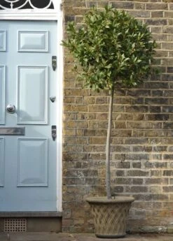 Laurus Nobilis 12 Laurus Nobilis -Plants Shop pl1000000576 card6 lg