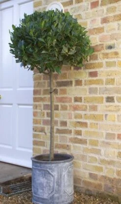 Laurus Nobilis 13 Laurus Nobilis -Plants Shop pl1000000576 card7 lg