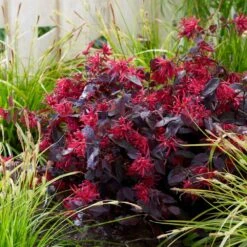 Loropetalum Chinense Var. Rubrum 'Fire Dance' 7 Loropetalum Chinense Var. Rubrum 'Fire Dance' -Plants Shop pl1000000932 card3 lg