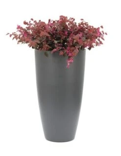 Loropetalum Chinense Var. Rubrum 'Fire Dance' 8 Loropetalum Chinense Var. Rubrum 'Fire Dance' -Plants Shop pl1000000932 card4 lg