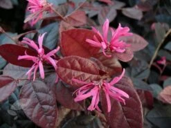 Loropetalum Chinense Var. Rubrum 'Fire Dance' 9 Loropetalum Chinense Var. Rubrum 'Fire Dance' -Plants Shop pl1000000932 card5 lg