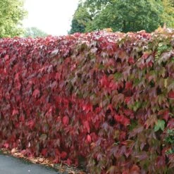 Parthenocissus Tricuspidata 'Veitchii' -Plants Shop pl1000001556 card3 lg
