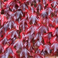 Parthenocissus Tricuspidata 'Veitchii' -Plants Shop pl1000001556 card4 lg