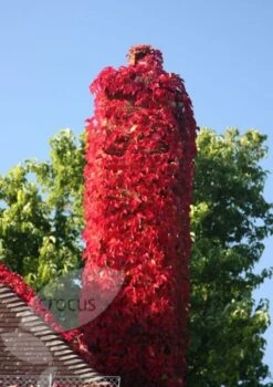 Parthenocissus Tricuspidata 'Veitchii' -Plants Shop pl1000001556 card5 lg