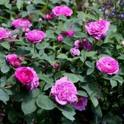 Rosa 'Reine Des Violettes' -Plants Shop pl1000001991 card3 lg