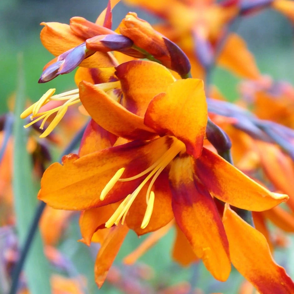 Crocosmia × Crocosmiiflora 'Emily Mckenzie' 1 Crocosmia × Crocosmiiflora 'Emily Mckenzie'