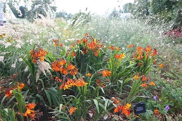 Crocosmia × Crocosmiiflora 'Emily Mckenzie' 2 Crocosmia × Crocosmiiflora 'Emily Mckenzie' - Image 2