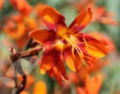 Crocosmia × Crocosmiiflora 'Emily Mckenzie' 9 Crocosmia × Crocosmiiflora 'Emily Mckenzie' -Plants Shop pl2000002149 card4 lg