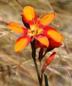 Crocosmia × Crocosmiiflora 'Emily Mckenzie' 10 Crocosmia × Crocosmiiflora 'Emily Mckenzie' -Plants Shop pl2000002149 card5 lg