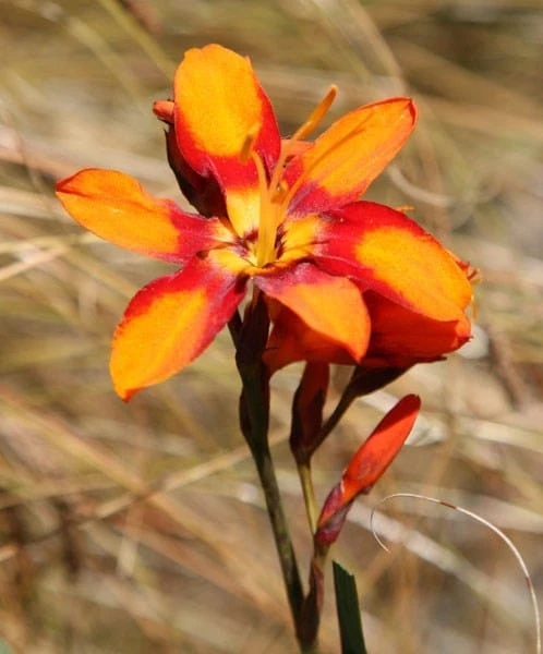 Crocosmia × Crocosmiiflora 'Emily Mckenzie' 5 Crocosmia × Crocosmiiflora 'Emily Mckenzie' - Image 5