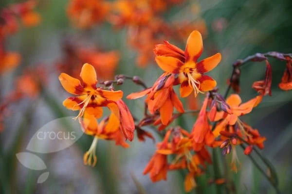 Crocosmia × Crocosmiiflora 'Emily Mckenzie' 6 Crocosmia × Crocosmiiflora 'Emily Mckenzie' - Image 6