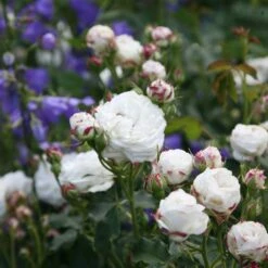 Rosa 'Boule De Neige' -Plants Shop pl2000002339 card3 lg
