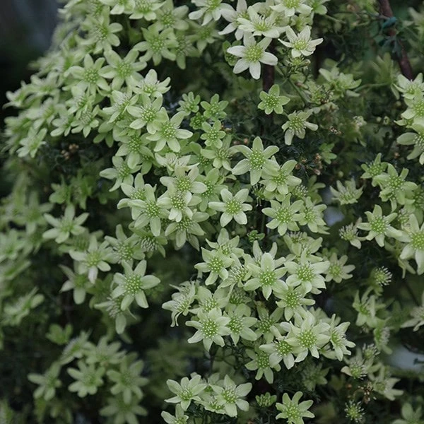 Clematis 'Pixie' 2 Clematis 'Pixie' - Image 2