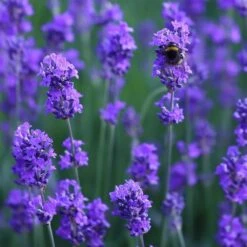 Lavandula Angustifolia 'Munstead' 5 Lavandula Angustifolia 'Munstead' -Plants Shop pl2000002724 card3 lg