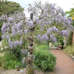 Wisteria Floribunda 'Domino' -Plants Shop pl2000002750 card3 lg