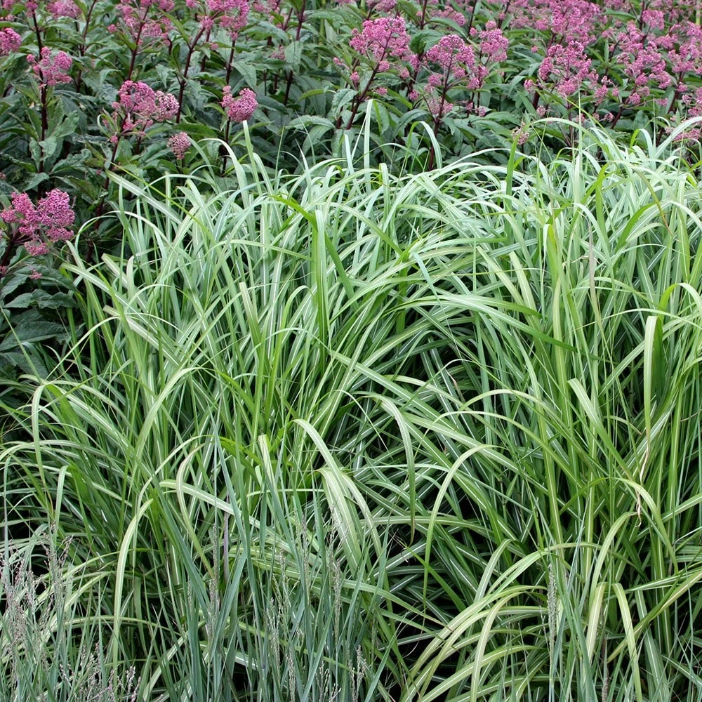 Miscanthus Sinensis 'Malepartus' 2 Miscanthus Sinensis 'Malepartus' - Image 2