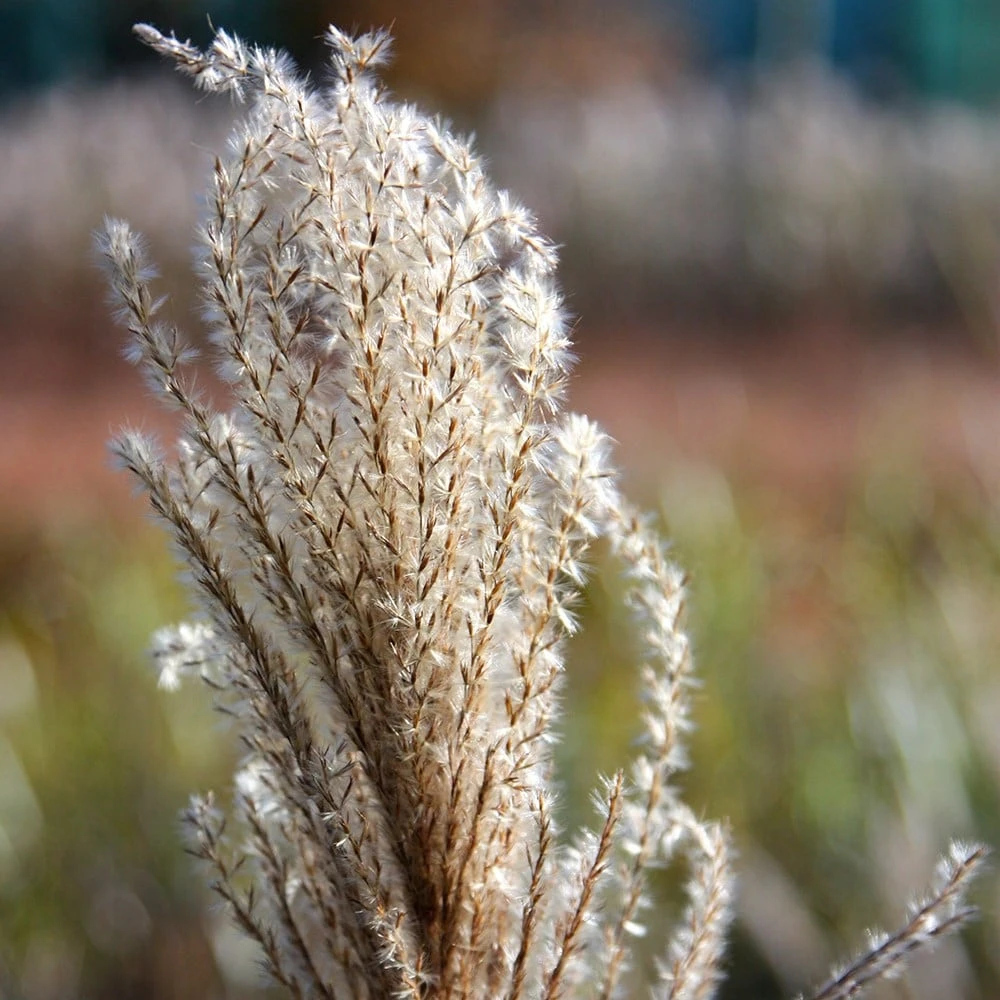 Miscanthus Sinensis 'Malepartus' 4 Miscanthus Sinensis 'Malepartus' - Image 4