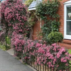 Clematis 'Broughton Star' -Plants Shop pl2000003011 card3 lg