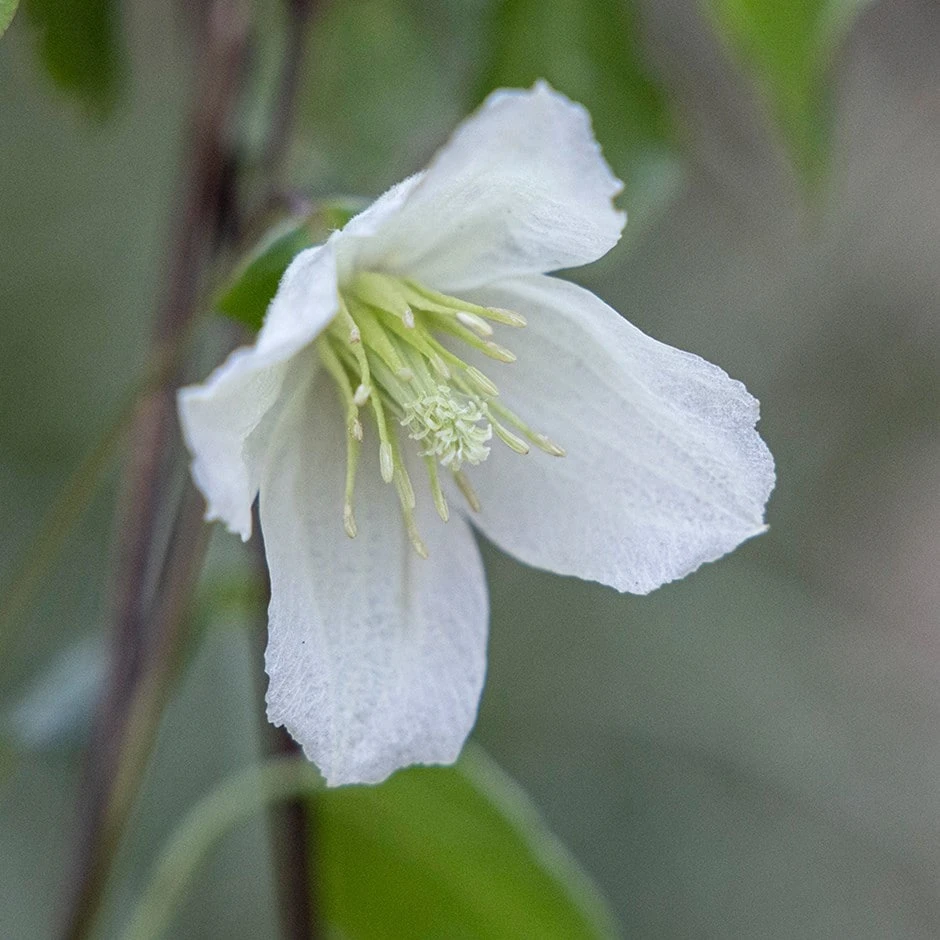 Clematis Cirrhosa 'Jingle Bells' 1 Clematis Cirrhosa 'Jingle Bells'