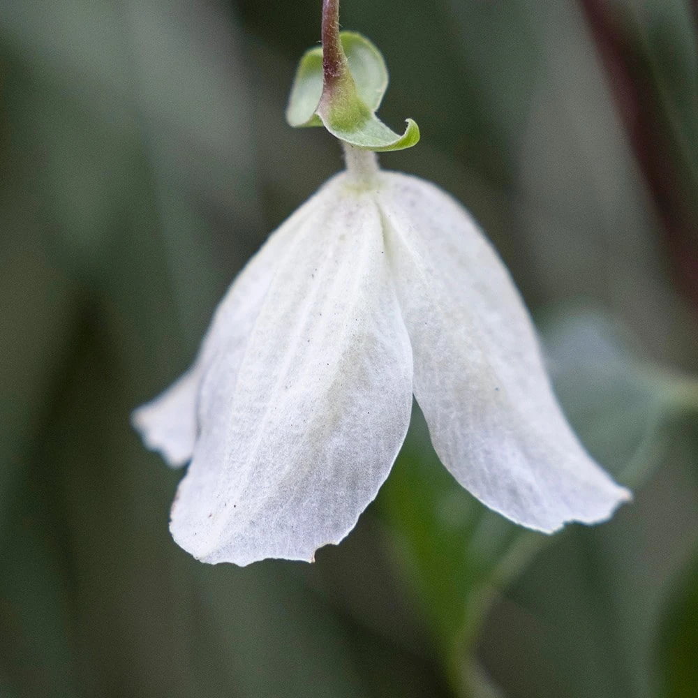 Clematis Cirrhosa 'Jingle Bells' 2 Clematis Cirrhosa 'Jingle Bells' - Image 2