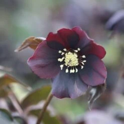 Helleborus × Hybridus 'Harvington Shades Of The Night'