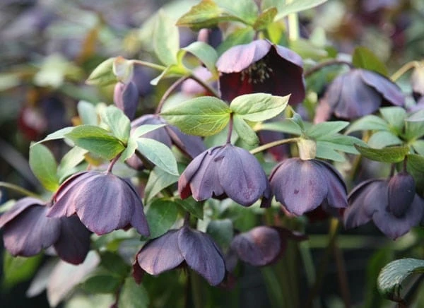 Helleborus × Hybridus 'Harvington Shades Of The Night' 2 Helleborus × Hybridus 'Harvington Shades Of The Night' - Image 2