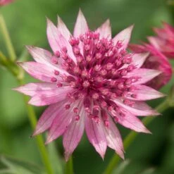 Astrantia 'Roma' (PBR) -Plants Shop pl2000003711 card3 lg