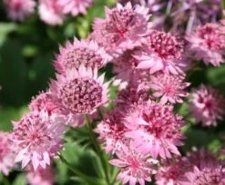 Astrantia 'Roma' (PBR) -Plants Shop pl2000003711 card4 lg