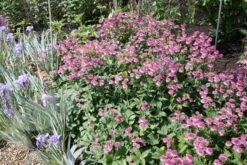 Astrantia 'Roma' (PBR) -Plants Shop pl2000003711 card5 lg