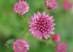 Astrantia 'Roma' (PBR) -Plants Shop pl2000003711 card6 lg