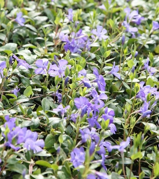 Vinca Minor 'Bowles's Variety' 2 Vinca Minor 'Bowles's Variety' - Image 2