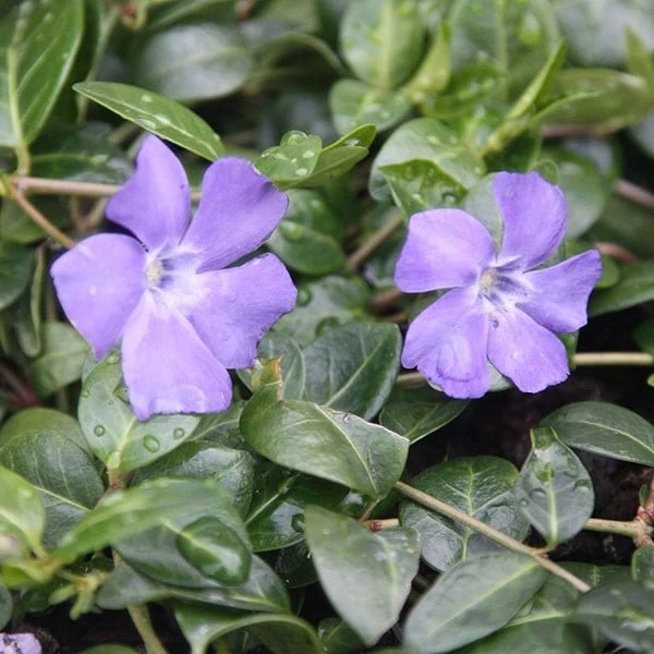 Vinca Minor 'Bowles's Variety' 3 Vinca Minor 'Bowles's Variety' - Image 3