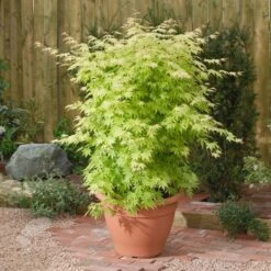 Acer Palmatum 'Orange Dream' -Plants Shop pl2000004371 card3 lg