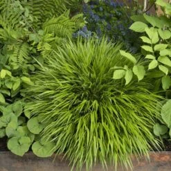Hakonechloa Macra -Plants Shop pl2000004400 card3 lg