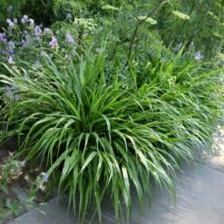 Hakonechloa Macra -Plants Shop pl2000004400 card4 lg