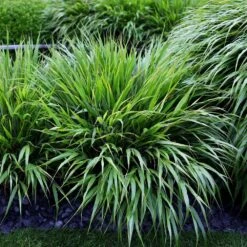 Hakonechloa Macra -Plants Shop pl2000004400 card5 lg