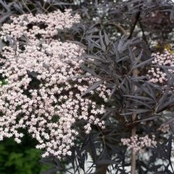 Sambucus Nigra F. Porphyrophylla 'Eva' (PBR) -Plants Shop pl2000004449 card10 lg