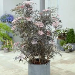 Sambucus Nigra F. Porphyrophylla 'Eva' (PBR) -Plants Shop pl2000004449 card3 lg
