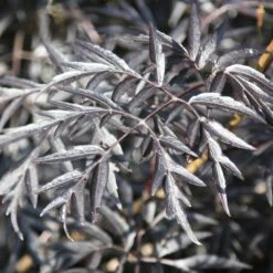 Sambucus Nigra F. Porphyrophylla 'Eva' (PBR) -Plants Shop pl2000004449 card4 lg