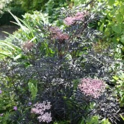 Sambucus Nigra F. Porphyrophylla 'Eva' (PBR) -Plants Shop pl2000004449 card5 lg
