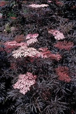 Sambucus Nigra F. Porphyrophylla 'Eva' (PBR) -Plants Shop pl2000004449 card7 lg