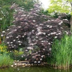 Sambucus Nigra F. Porphyrophylla 'Eva' (PBR) -Plants Shop pl2000004449 card8 lg